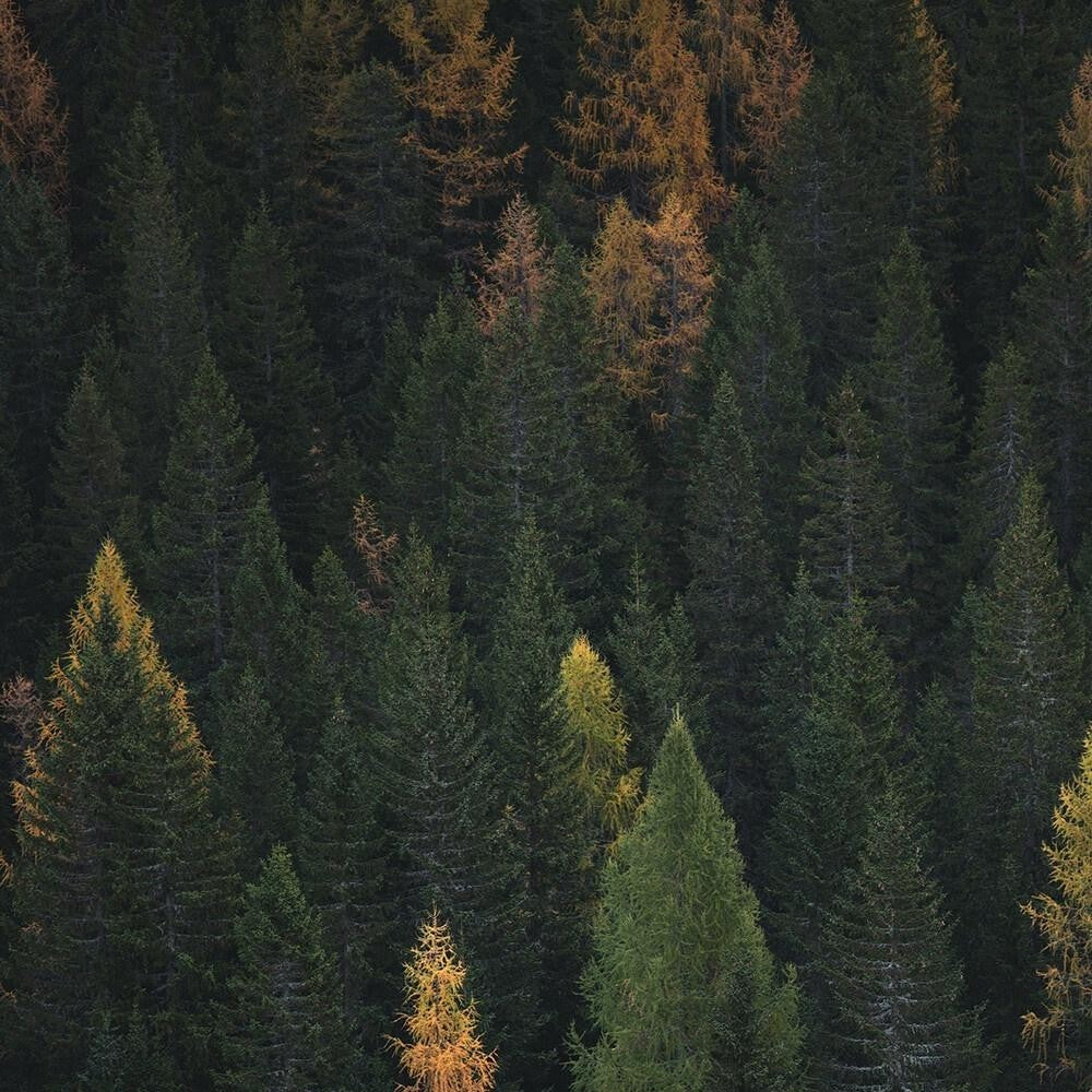 SODOWE Wood Chip Double Sided Fine Bristles Toothbrush