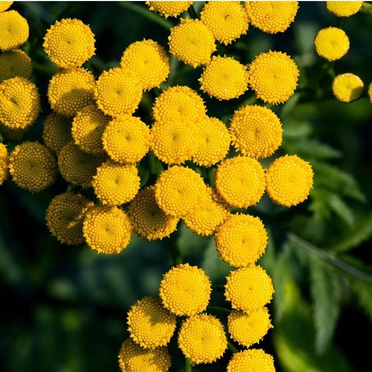 Carenology RE:BLUE CLEANSING GEL BALM 80ml