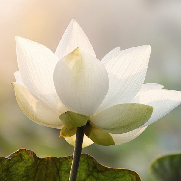 Mixsoon Lotus Flower Essence 30ml
